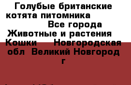 Голубые британские котята питомника Silvery Snow. - Все города Животные и растения » Кошки   . Новгородская обл.,Великий Новгород г.